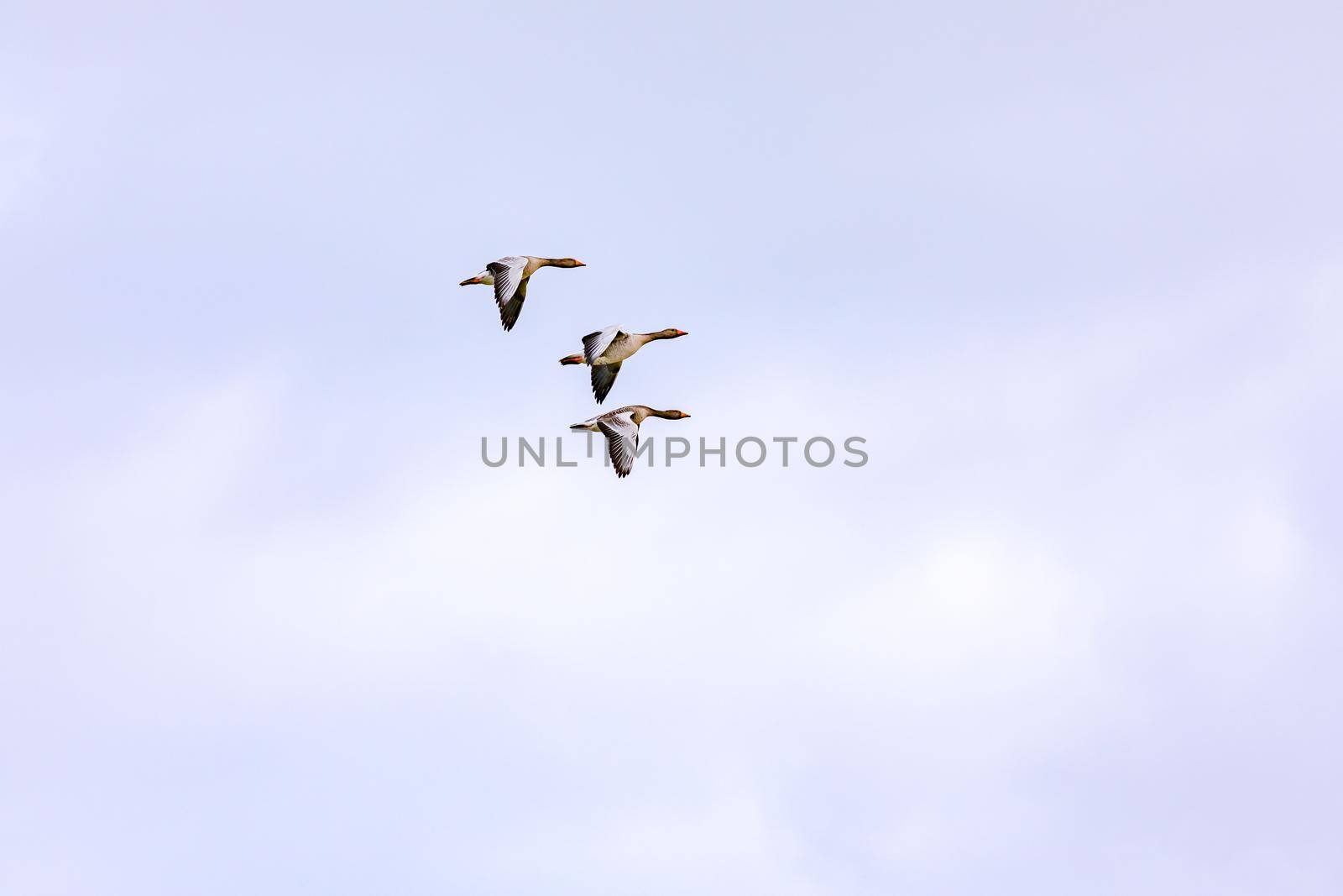 Three distinctive ducks in complete synchronous flight in a formation