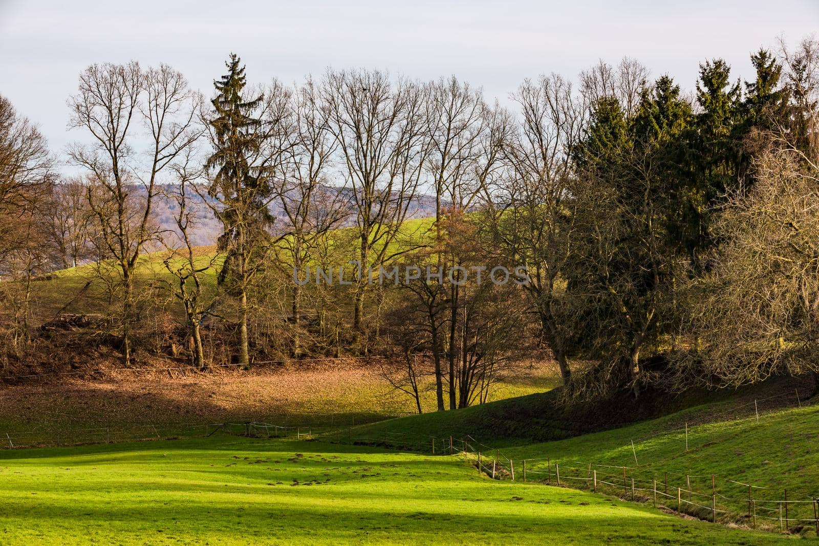 A pasture in a clearing lined with trees in winter