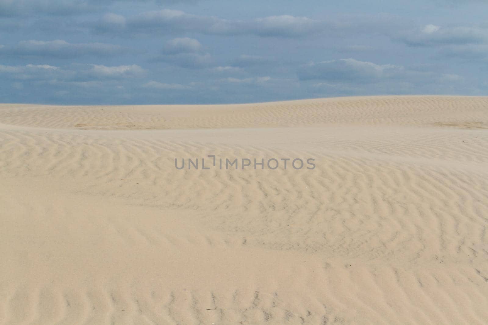 Coastal dunes of South Padre Island, TX.