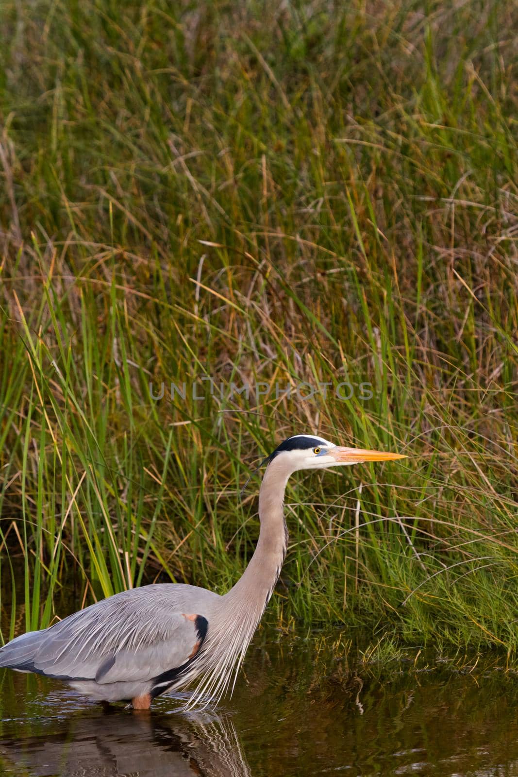 Heron by arinahabich