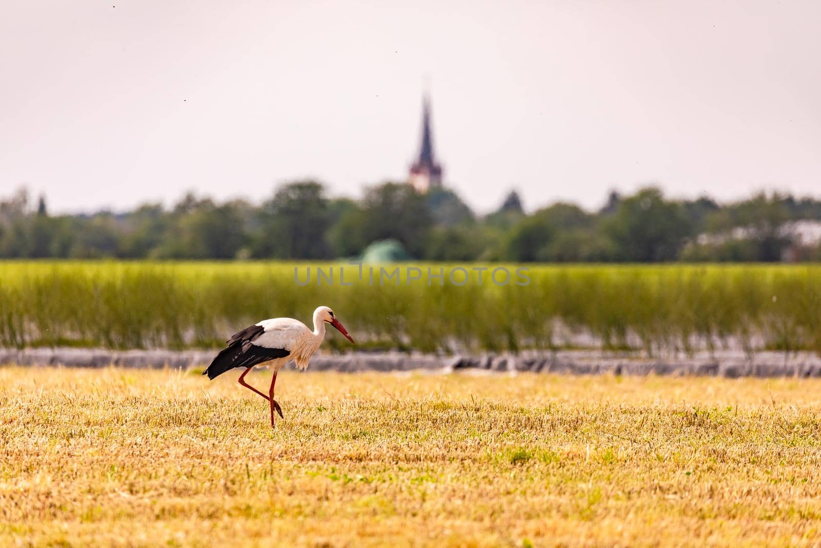Close up of a rattle stork searching for food in a field in Germany