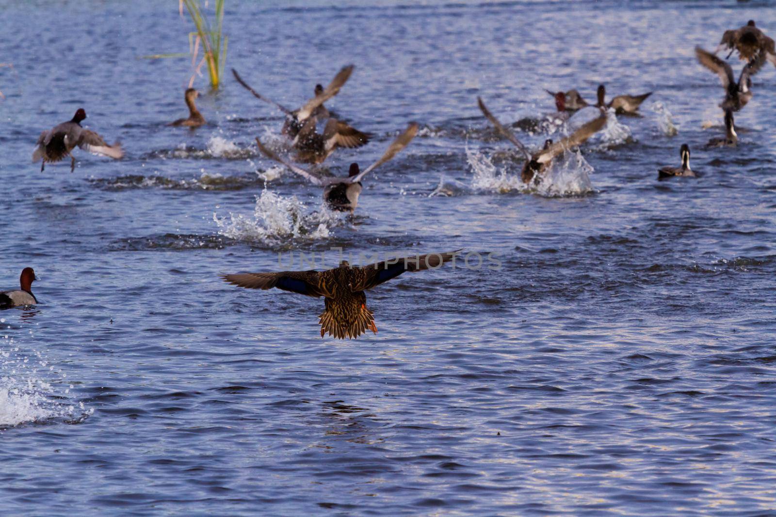 Redhead ducks in natural habitat on South Padre Island, TX.