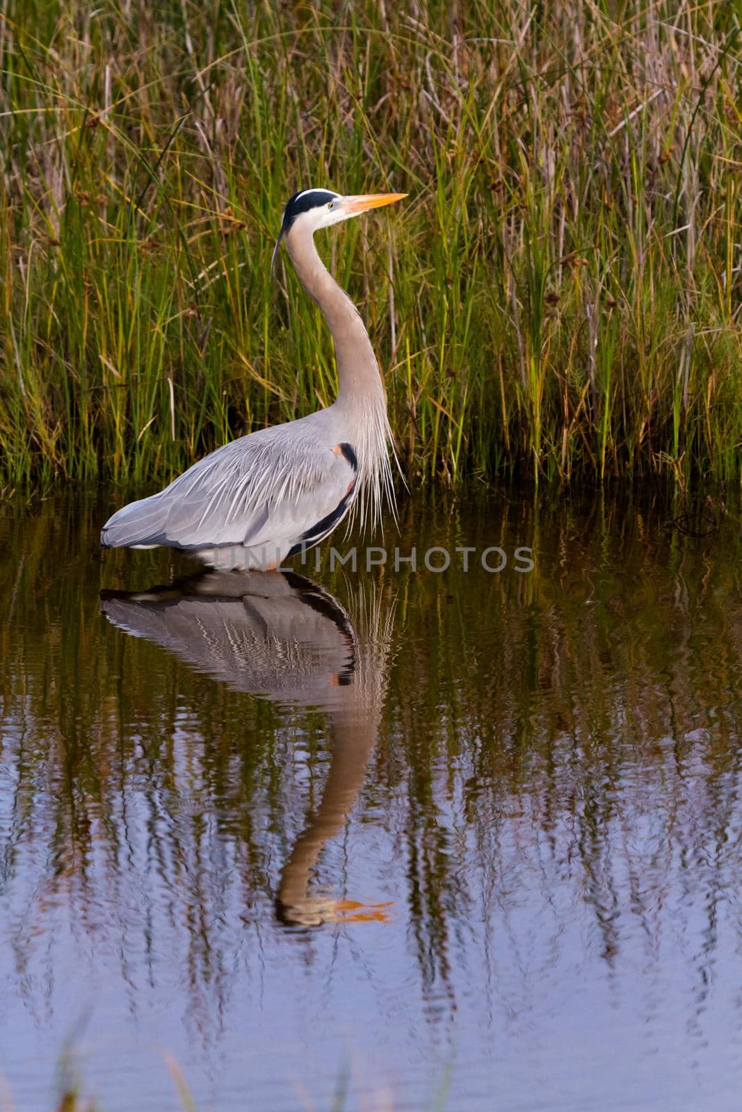 Great blue heron in natural habitat on South Padre Island, TX.