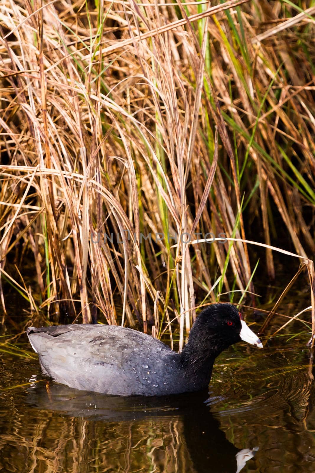 Common moorhen in natural habitat on South Padre Island, TX.