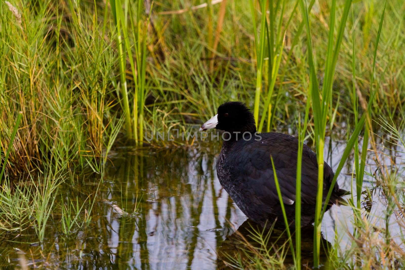 Common moorhen in natural habitat on South Padre Island, TX.