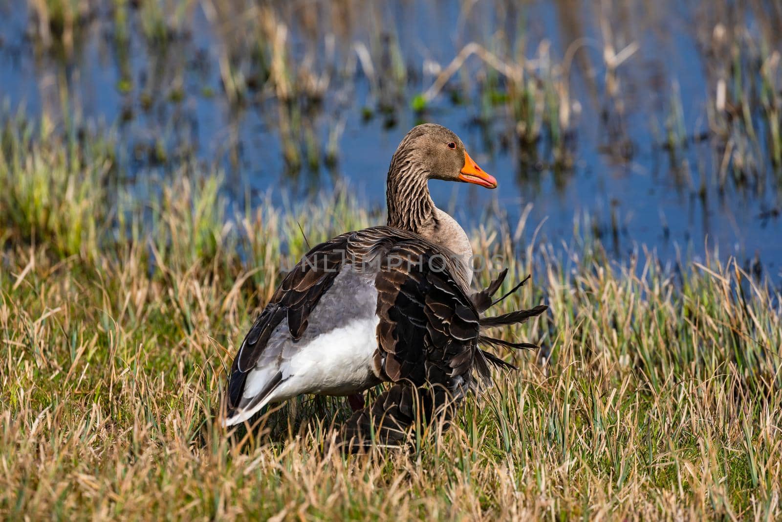 An mallard with a broken wing seeks shelter in the sunshine on the shore of a lake in Germany
