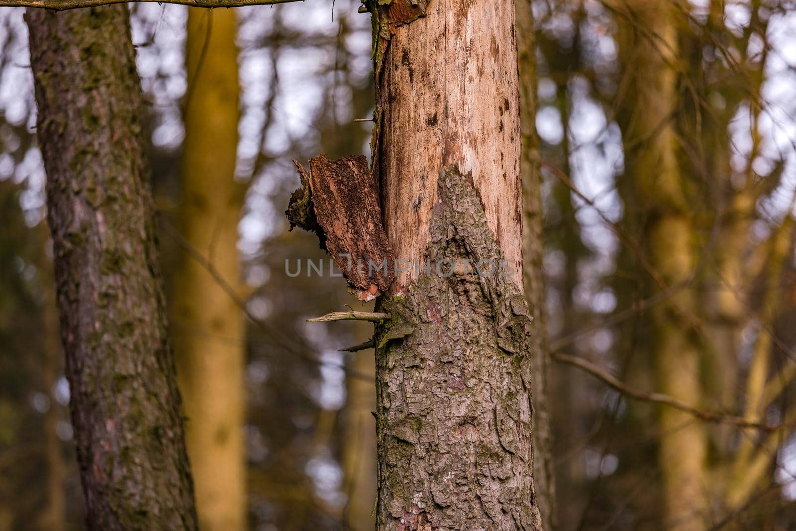 Forest dieback due to drought and insect infestation is progressing rapidly