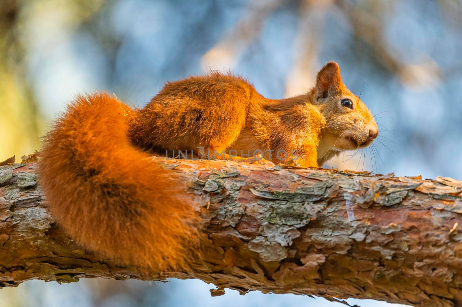 Red squirrel, sciurus vulgaris, standing on a branch at sunset