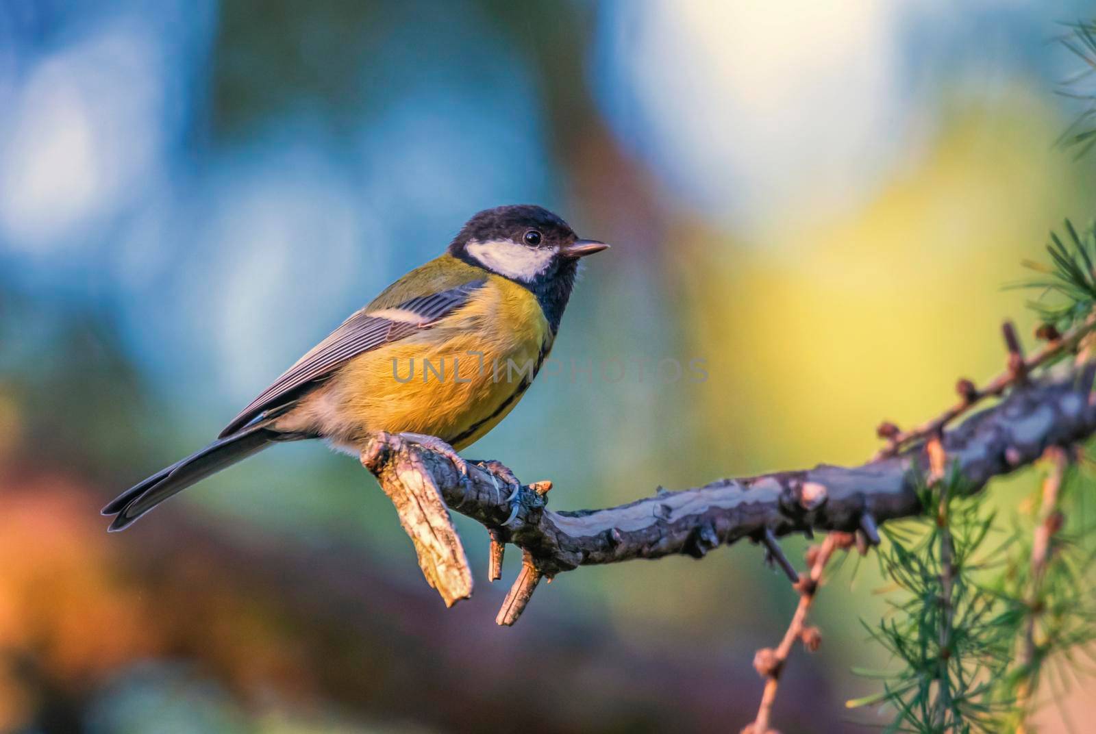 Great tit, parus major, passerine bird standing on a branch by day