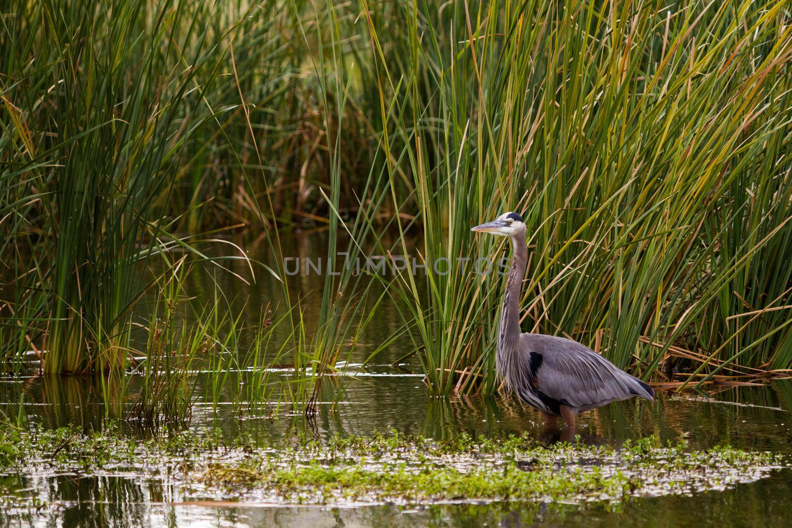 Great blue heron in natural habitat on South Padre Island, TX.