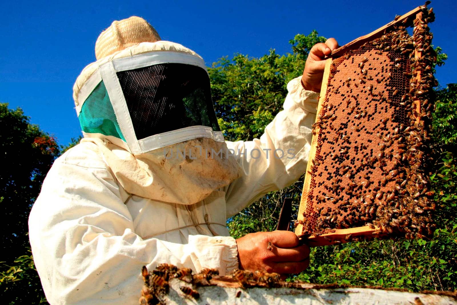 apiary honey production by joasouza