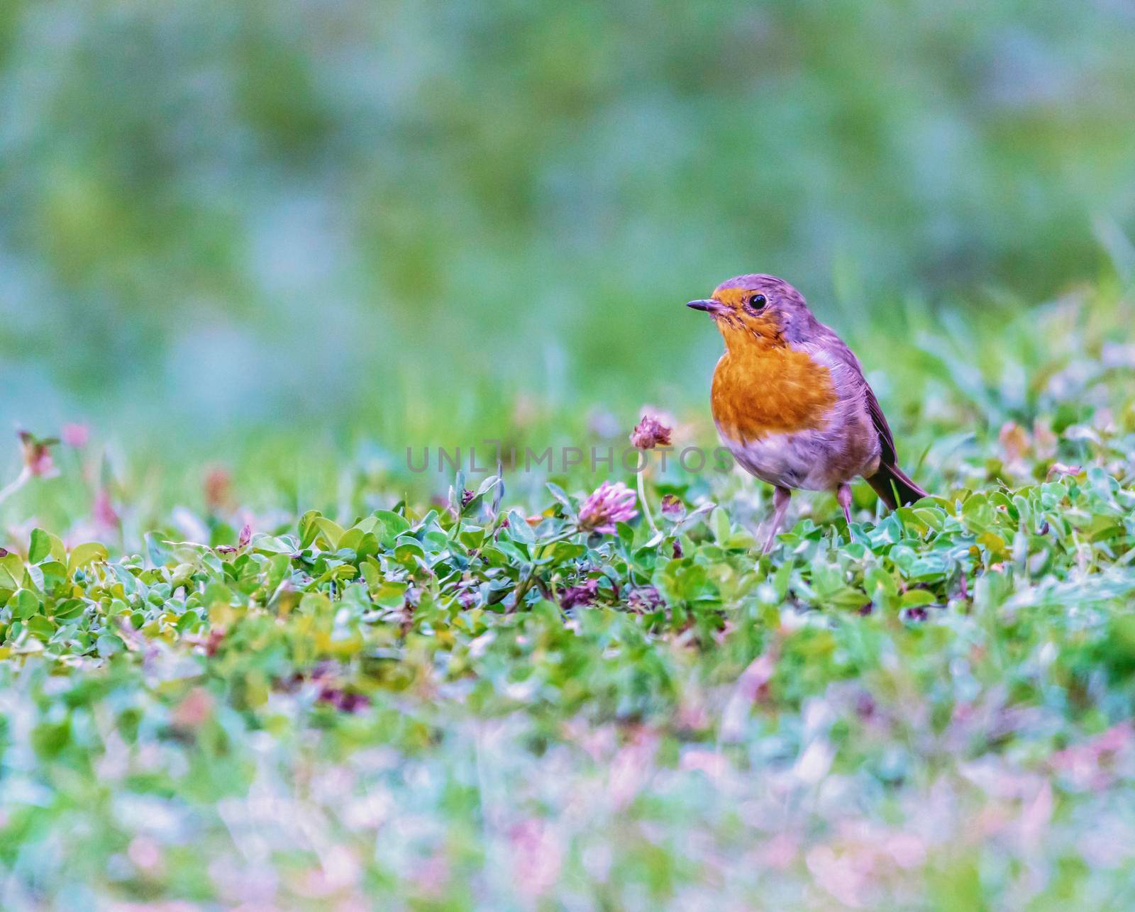 European robin redbreast, erithacus rubecula, passerine bird standing on the grass by Elenaphotos21