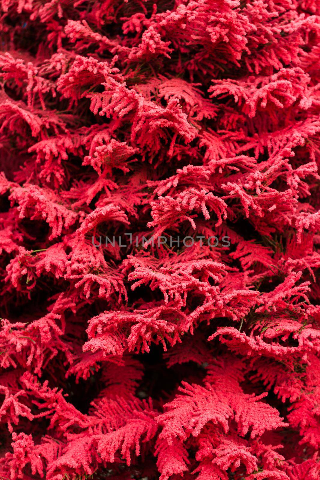 Flocked Christmas Tree with multi colors.