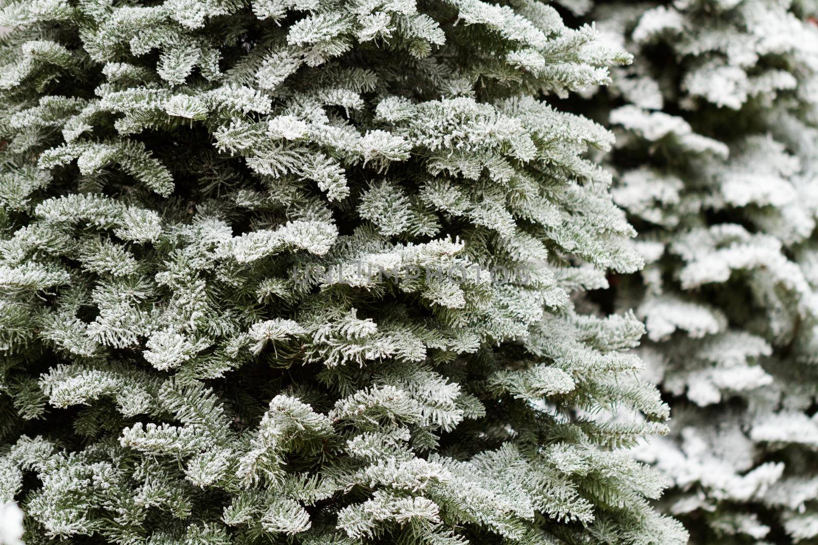 Flocked Christmas Tree with multi colors.