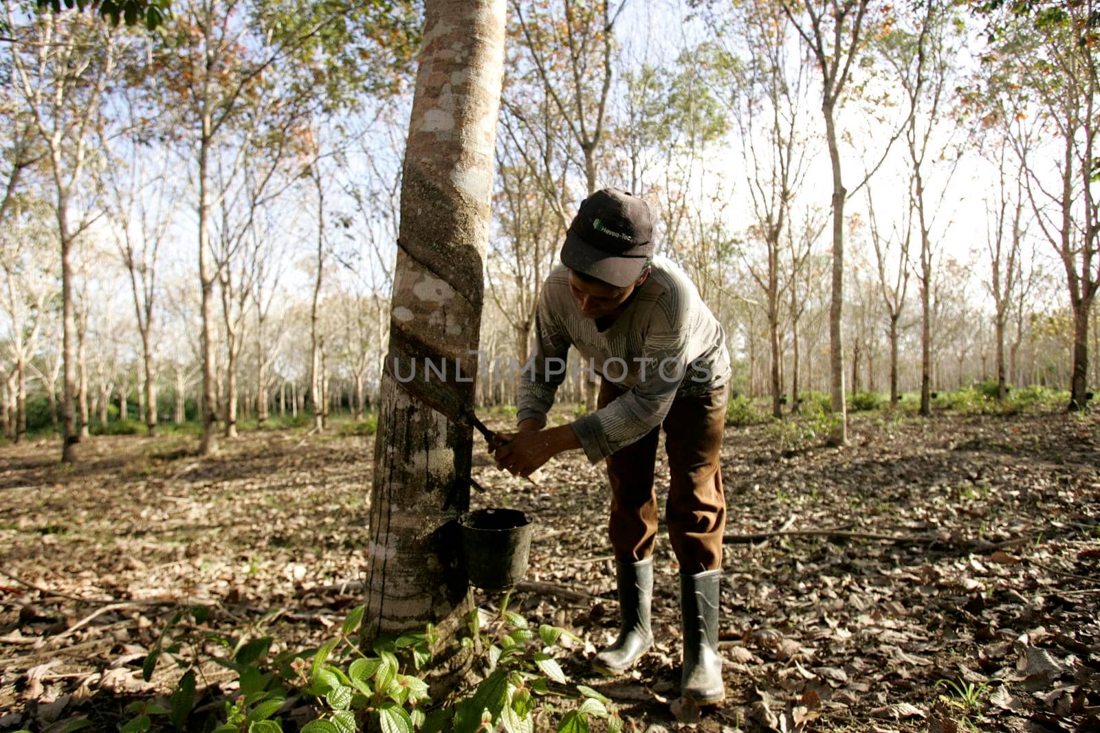 itabela, bahia, brazil - july 9, 2009: extraction of latex from a rubber tree on a plantation in the city of Itabela in southern Bahia.