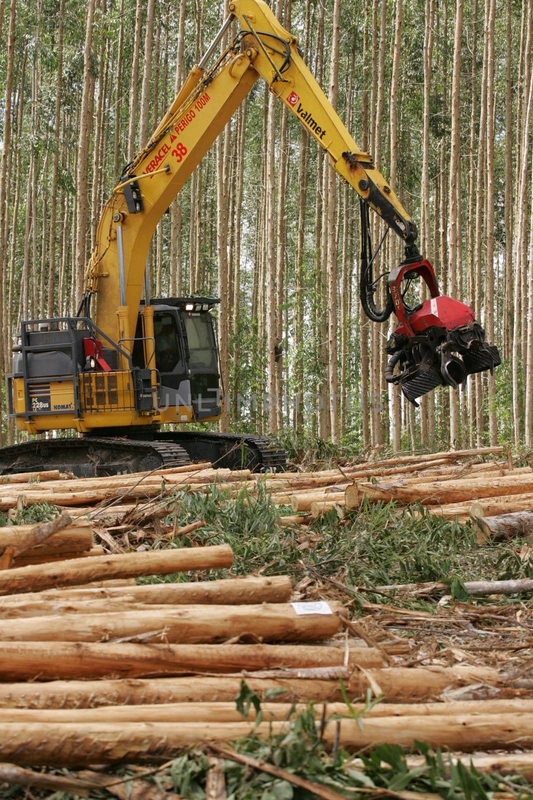 eunapolis, bahia, brazil - july 30, 2008: harvesting machine felling trees in eucalyptus plantation for pulp production in southern Bahia.