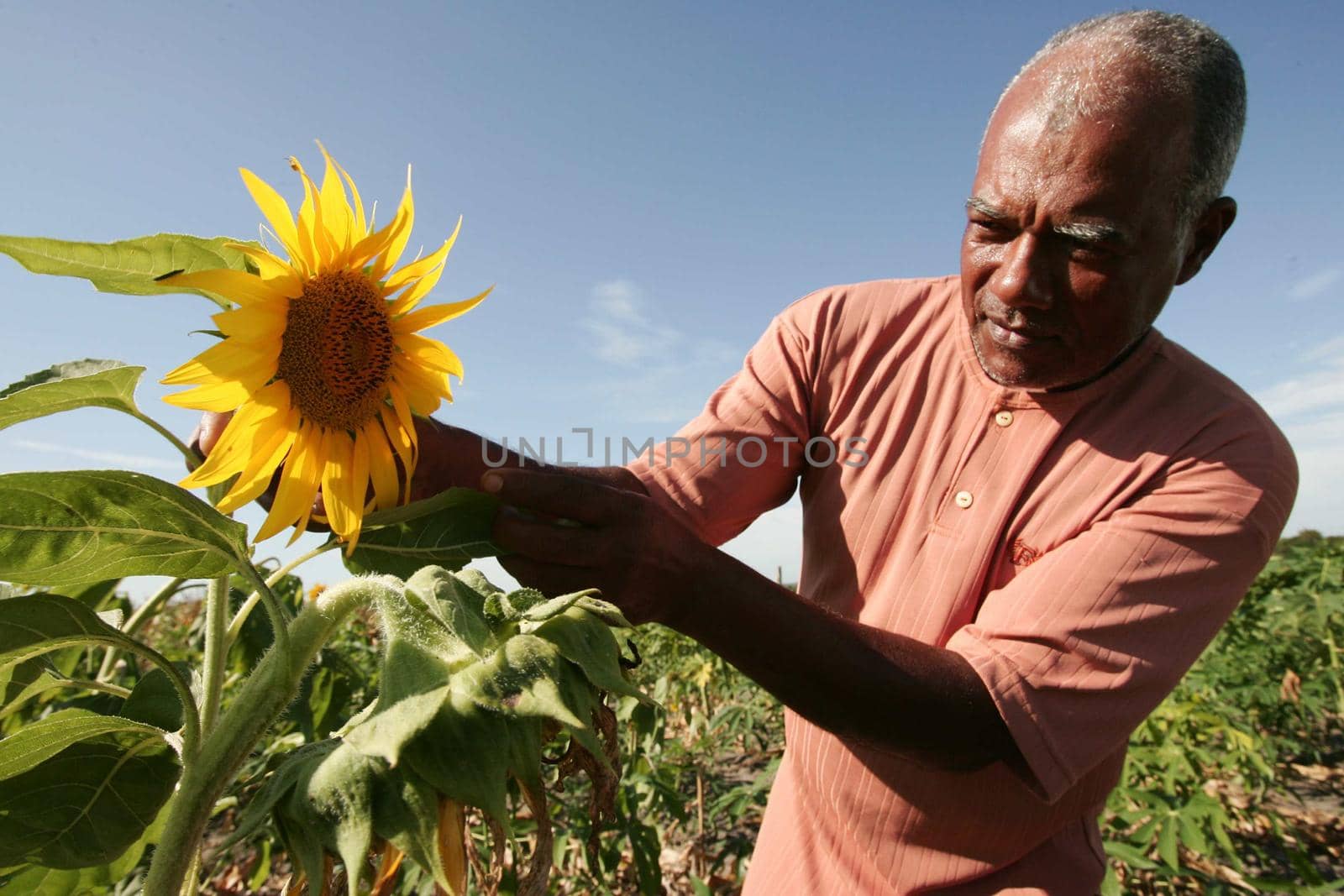 eunapolis, bahia / brazil - november 30, 2009: Sunflower plantation in the city of Eunapolis.