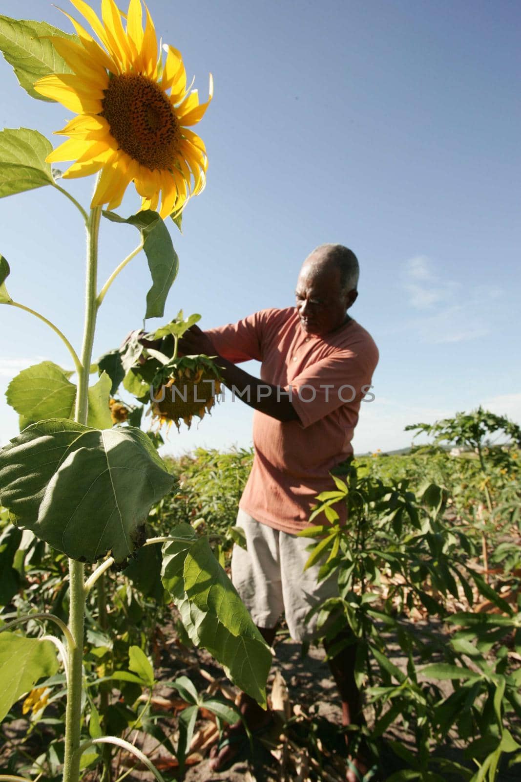 agricultural production in bahia by joasouza