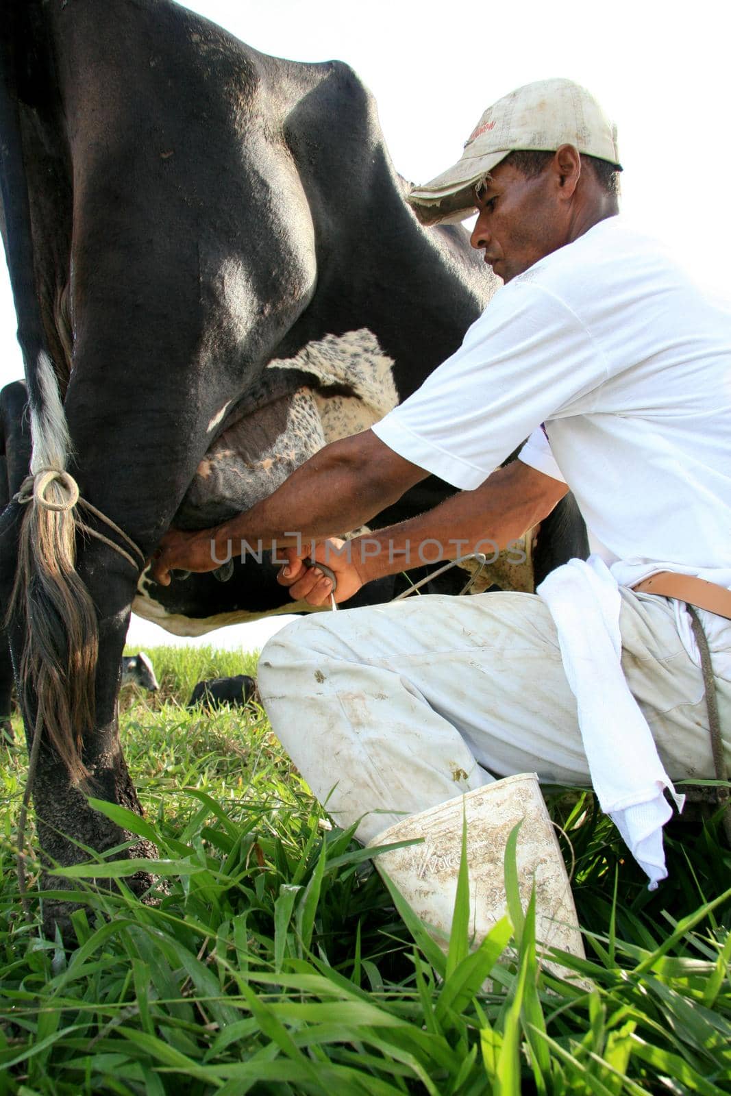 manual milking in a farm in bahia by joasouza