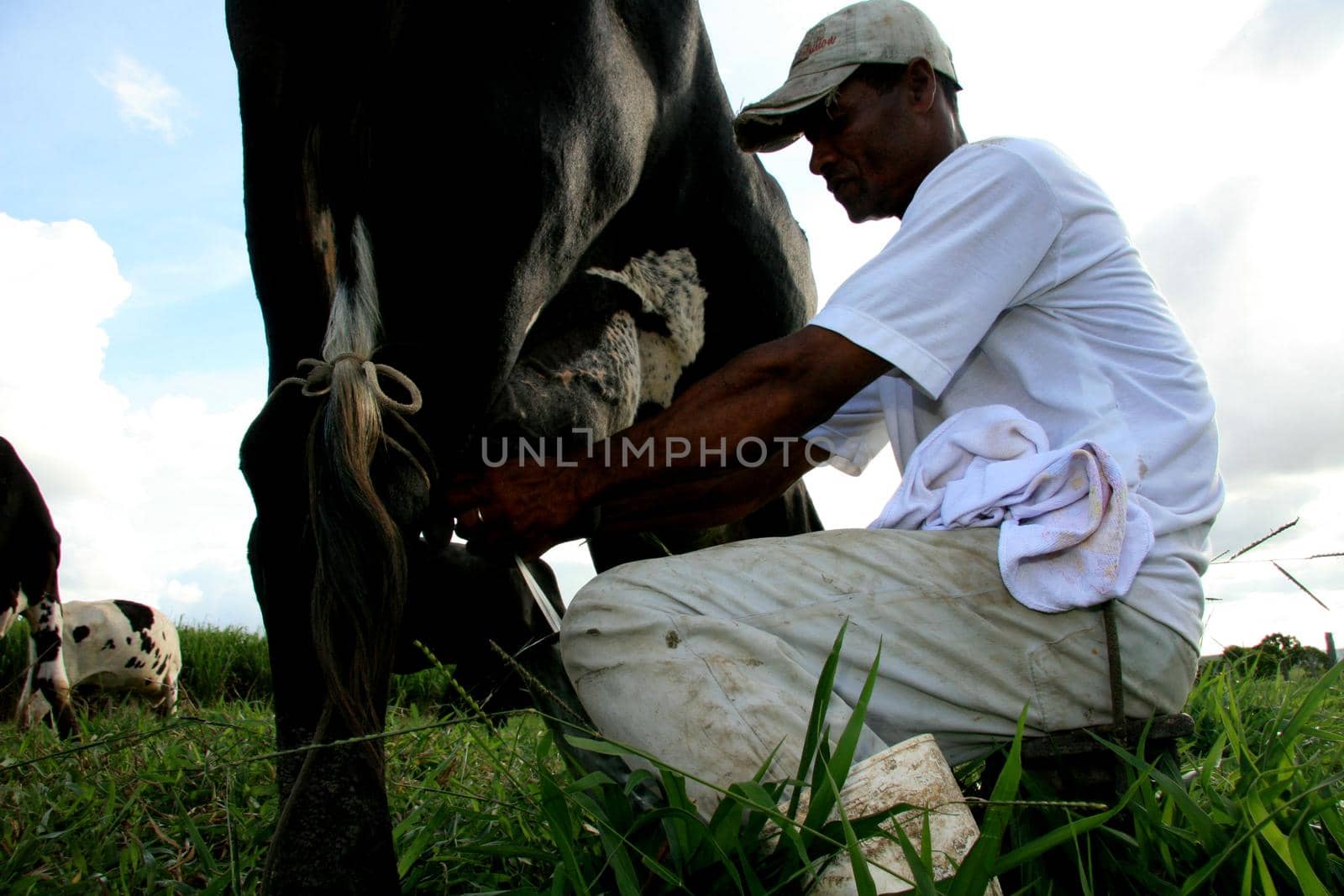 manual milking in a farm in bahia by joasouza