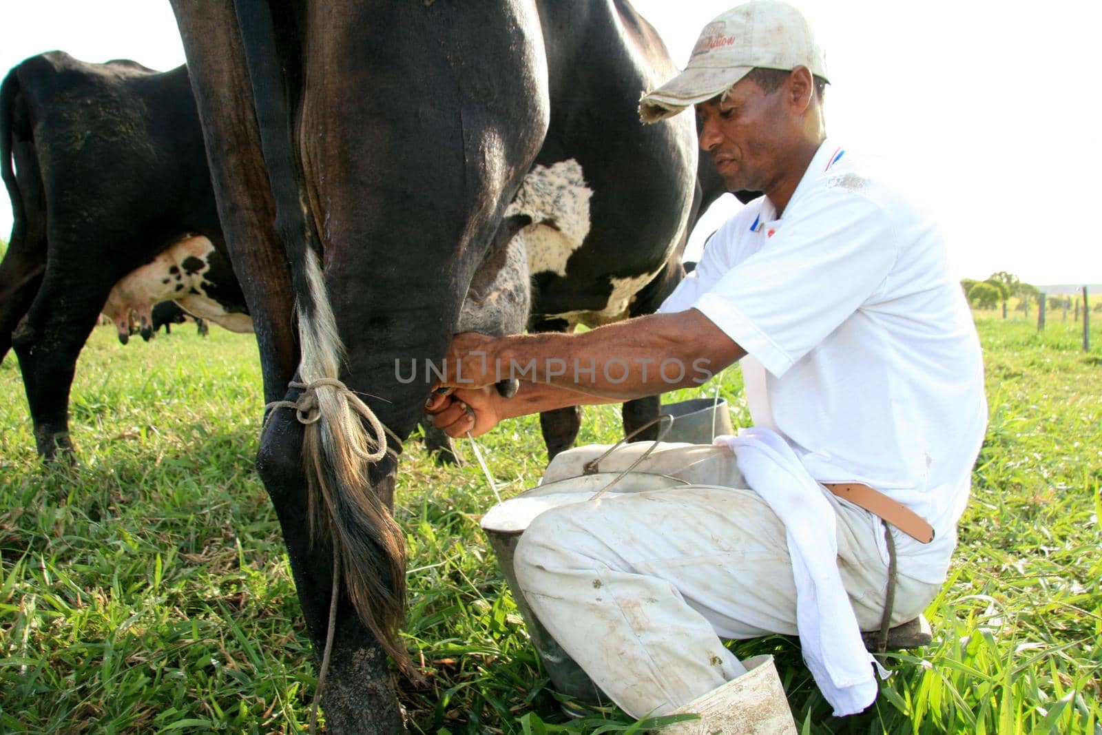 manual milking in a farm in bahia by joasouza