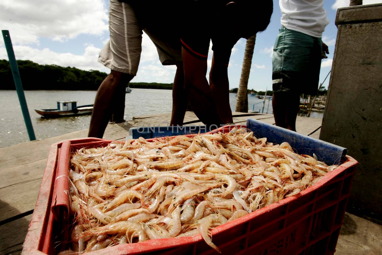 nova vicosa, bahia / brazil - july 8, 2009: fisherman shows shrimp caught in the sea in the Nova Vicosa region, in southern Bahia.