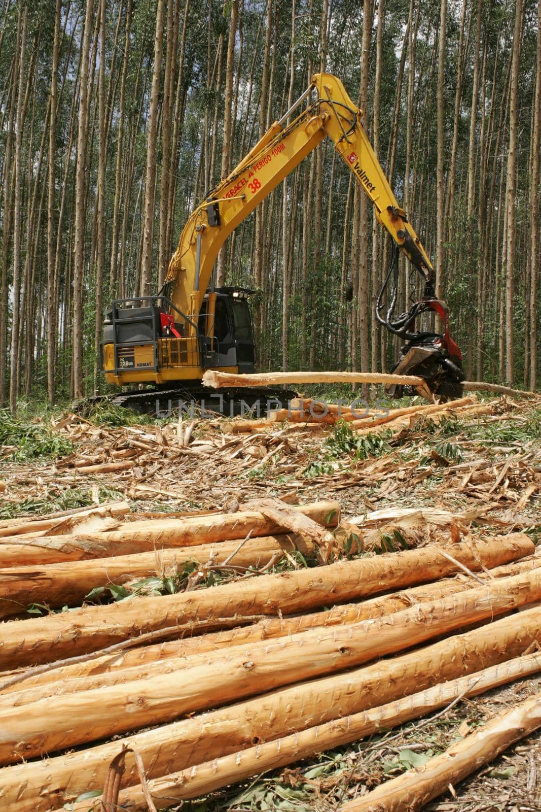 eunapolis, bahia, brazil - july 30, 2008: harvesting machine felling trees in eucalyptus plantation for pulp production in southern Bahia.