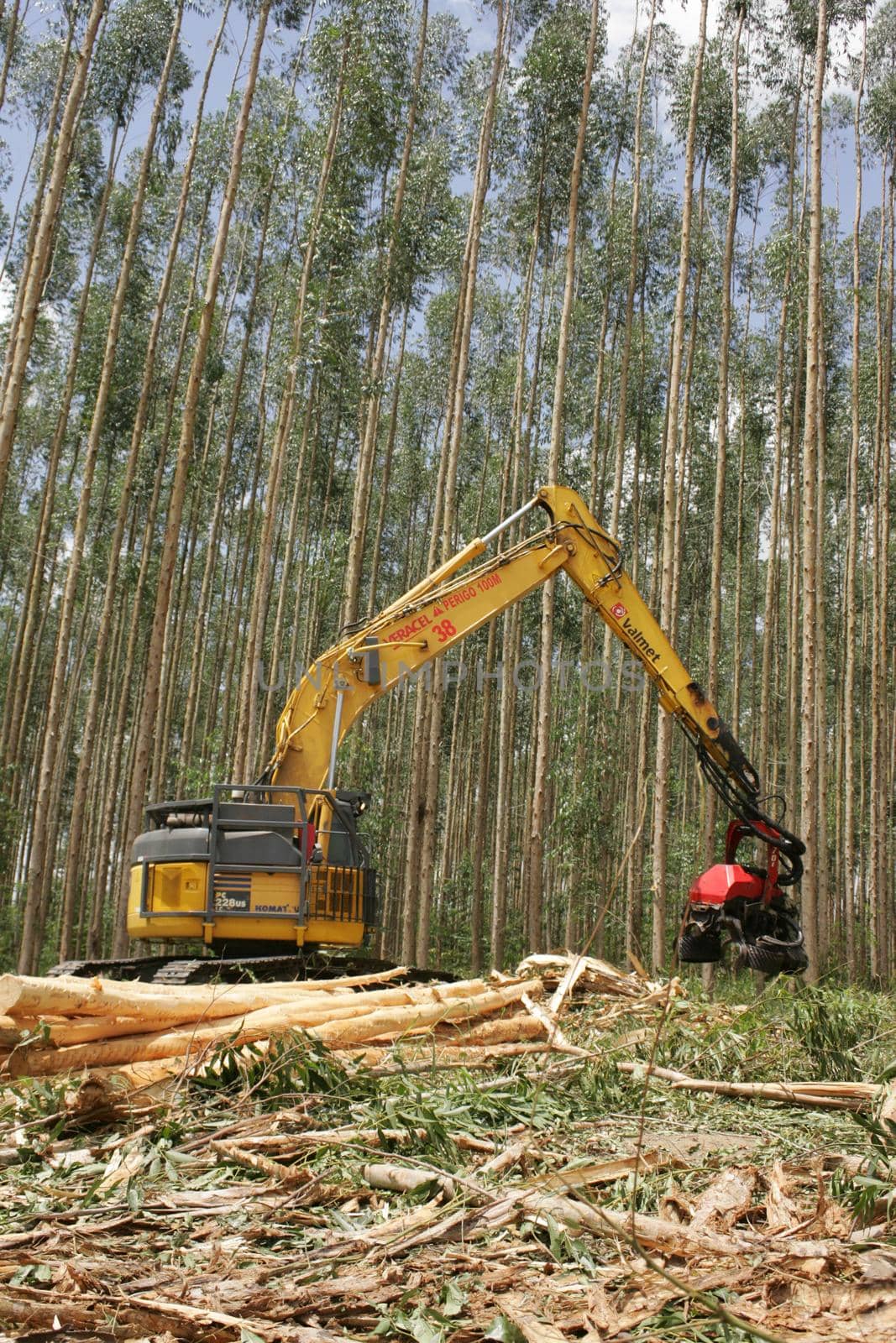 cellulose production in Bahia by joasouza