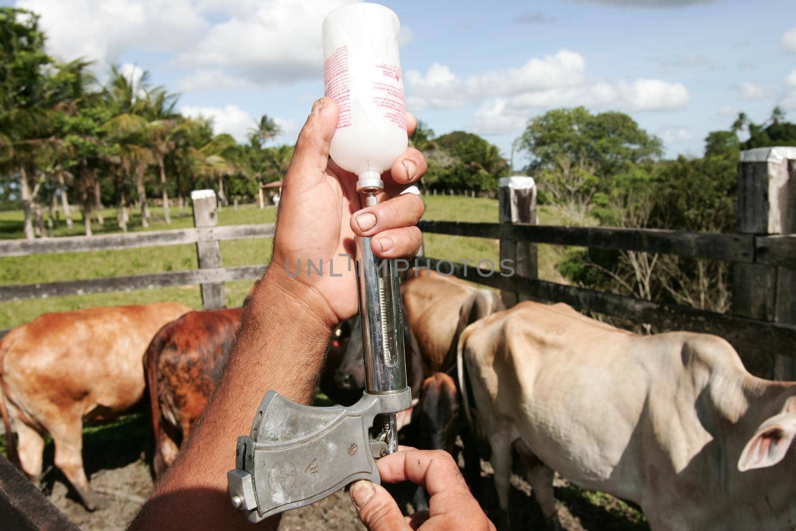 eunapolis, bahia / brazil - november 19, 2009: the cowboy applies the foot-and-mouth vaccine to cattle on a farm in the municipality of Eunapolis.