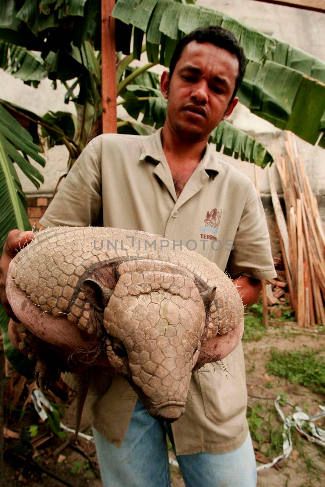 eunapolis, bahia / brazil - december 1, 2009: Armadillo peba weighing 16 kg is seen in the hands of a breeder in the city of Eunapolis.