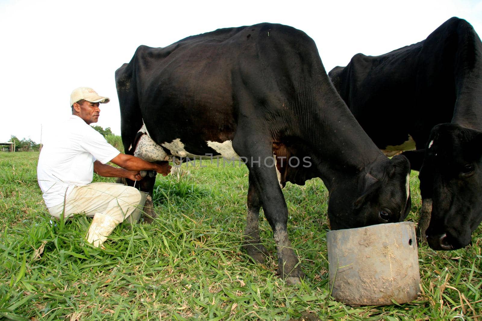 eunapolis, bahia / brazil - may 11, 2009: Reginaldo Silva, a farmer, is seen doing manual milking on his farm in Eunapolis.