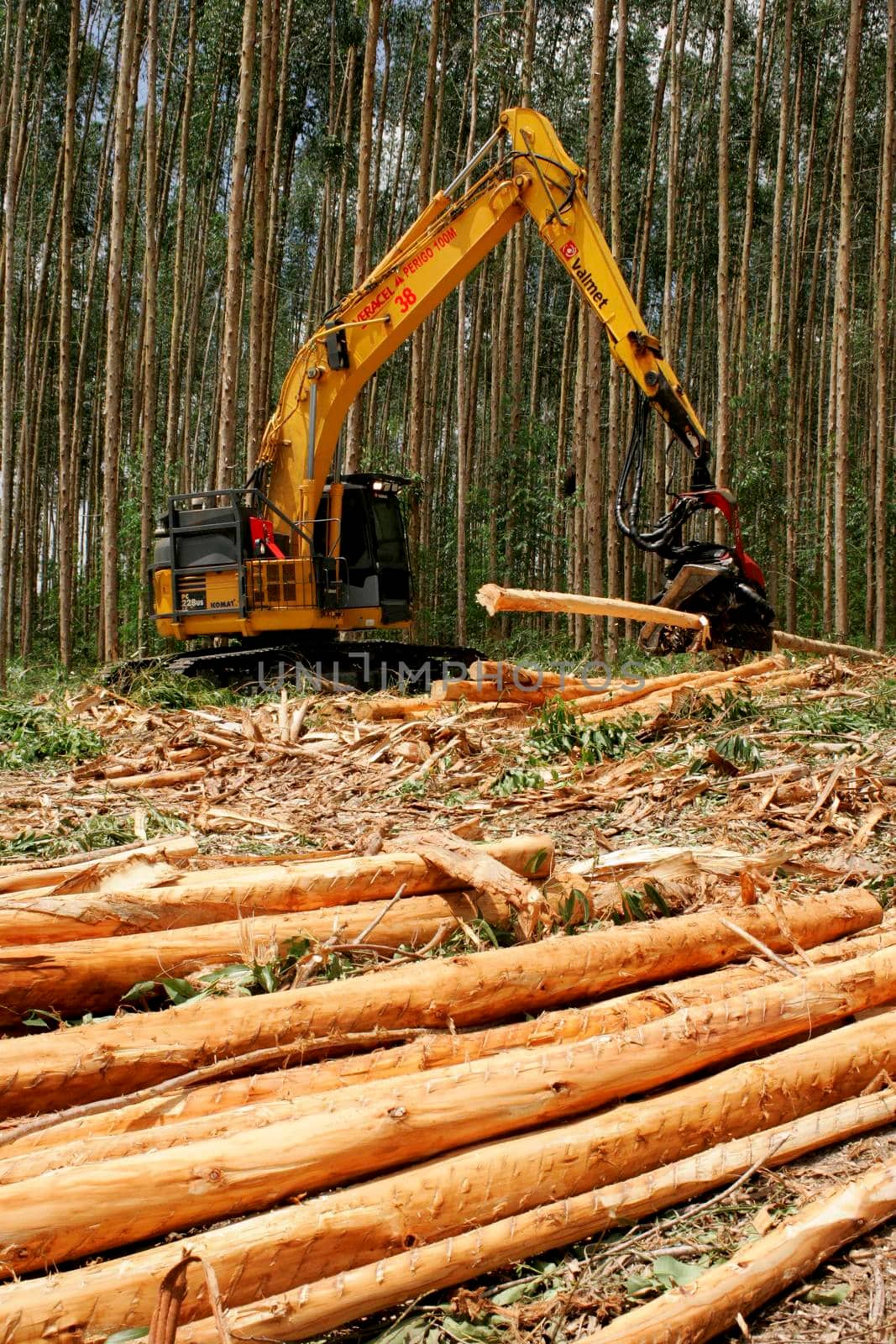 eunapolis, bahia / brazil - november 26, 2010: Harvester is seen cutting eucalyptus trees for pulp production in a factory in the city of Eunapolis.