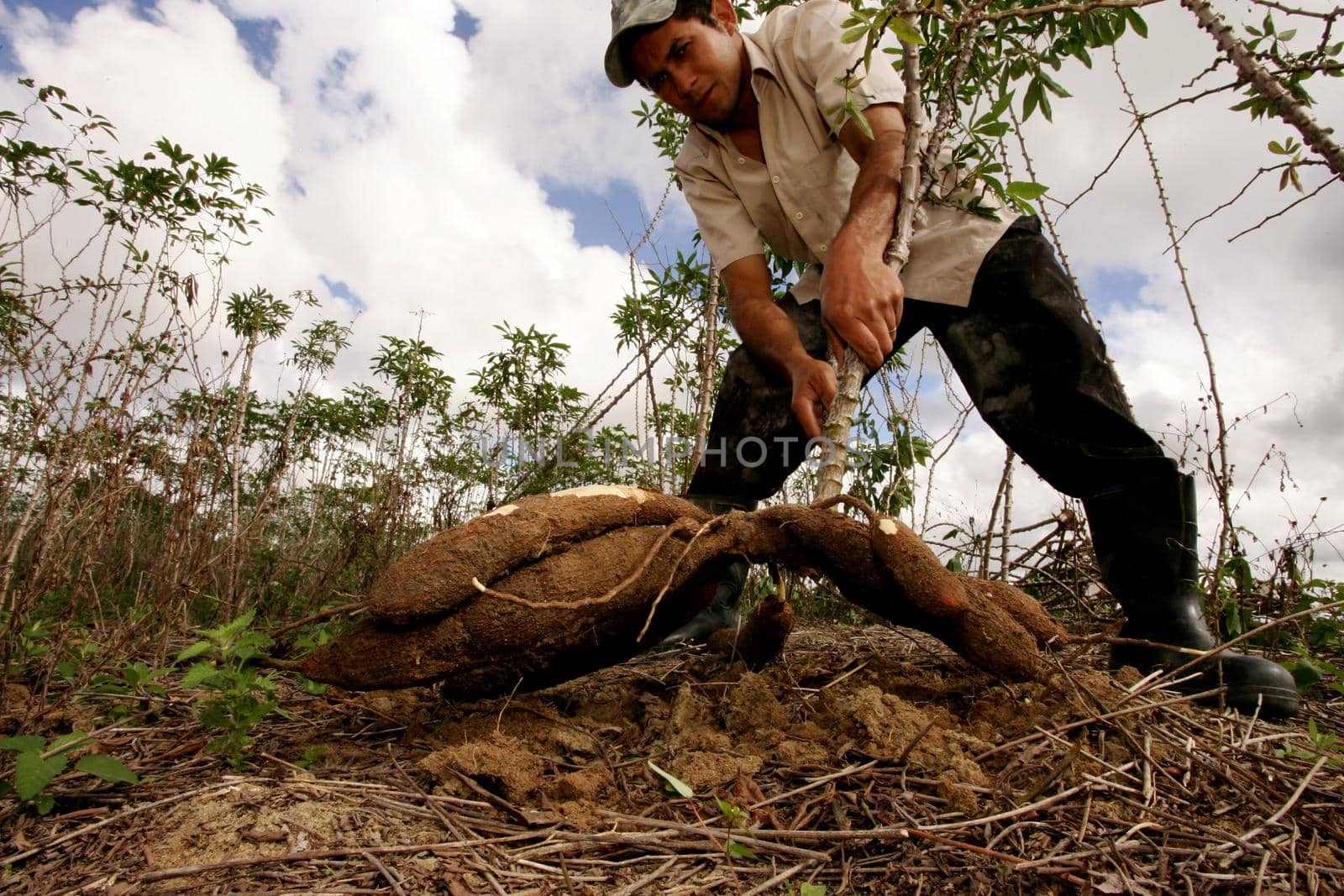 eunapolis, bahia, brazil - august 4, 20101: Farmer is seen during Cassava harvesting for flour production in the city of Eunapolis.