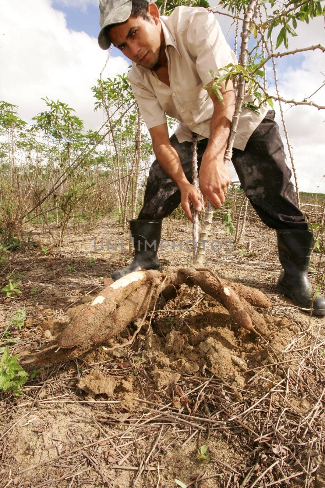 eunapolis, bahia, brazil - august 4, 2010: Cassava harvest for flour production in the city of Eunapolis, in southern Bahia.