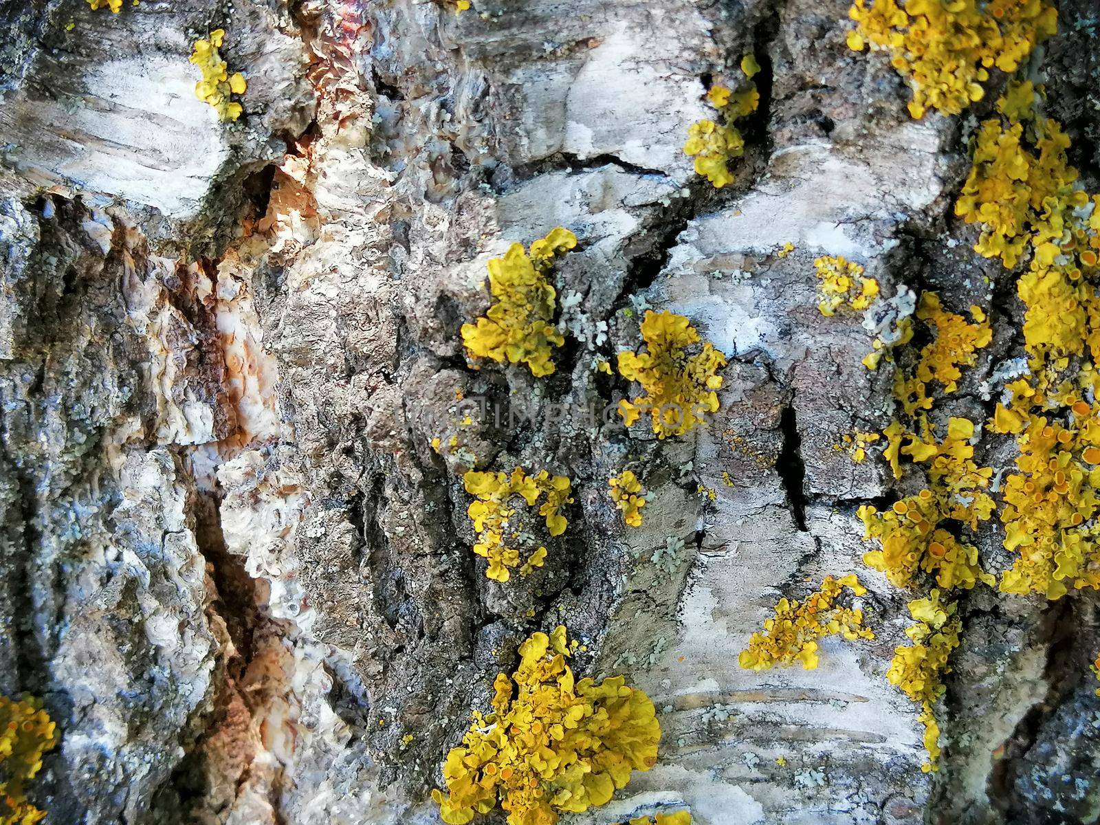 macro texture of birch bark with gold moss . Close up photo by Lenkapenka