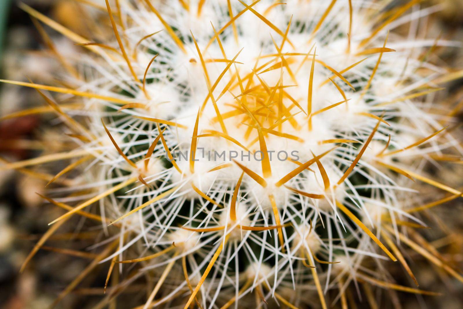 Close up of a small cactus. Most cacti live in habitats subject to at least some drought.