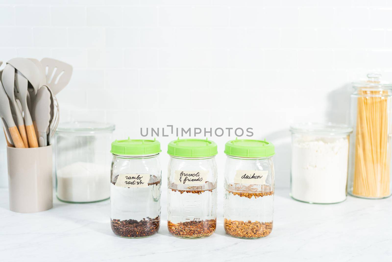 Day 1. Growing organic sprouts in a mason jar with sprouting lid on the kitchen counter.
