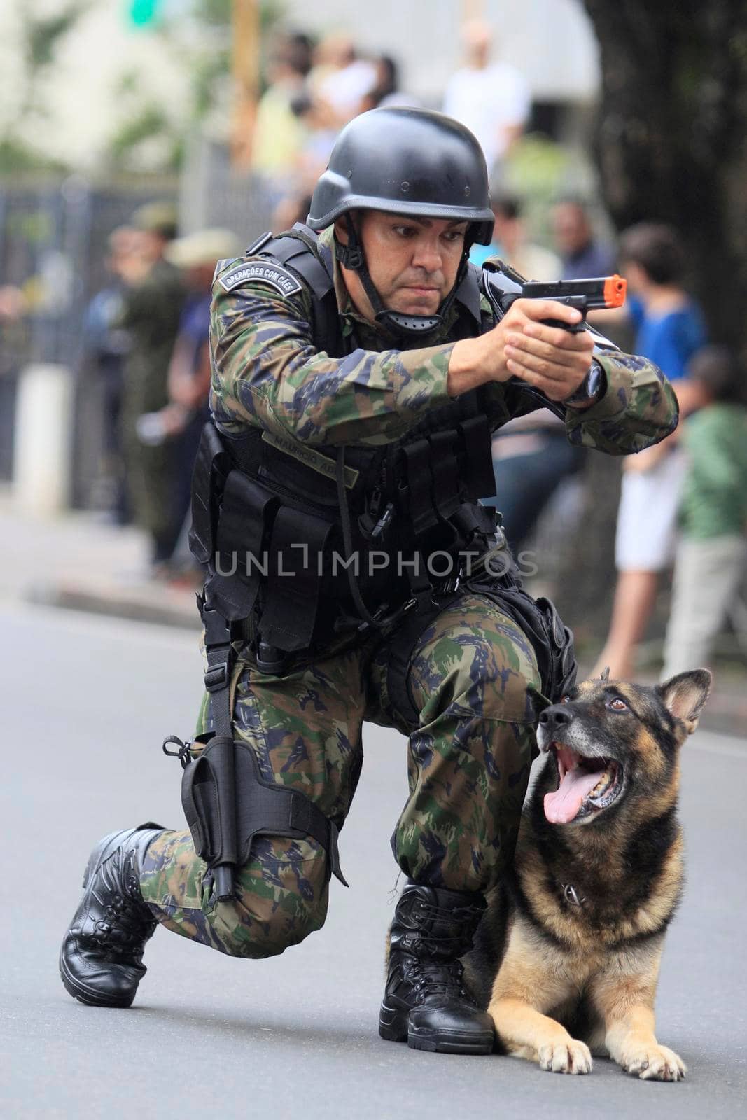 salvador, bahia / brazil - september 7, 2014: dog follows orders from the army soldier during a military parade to commemorate the day of Brazil's independence. The parade takes place in the city of Salvador.