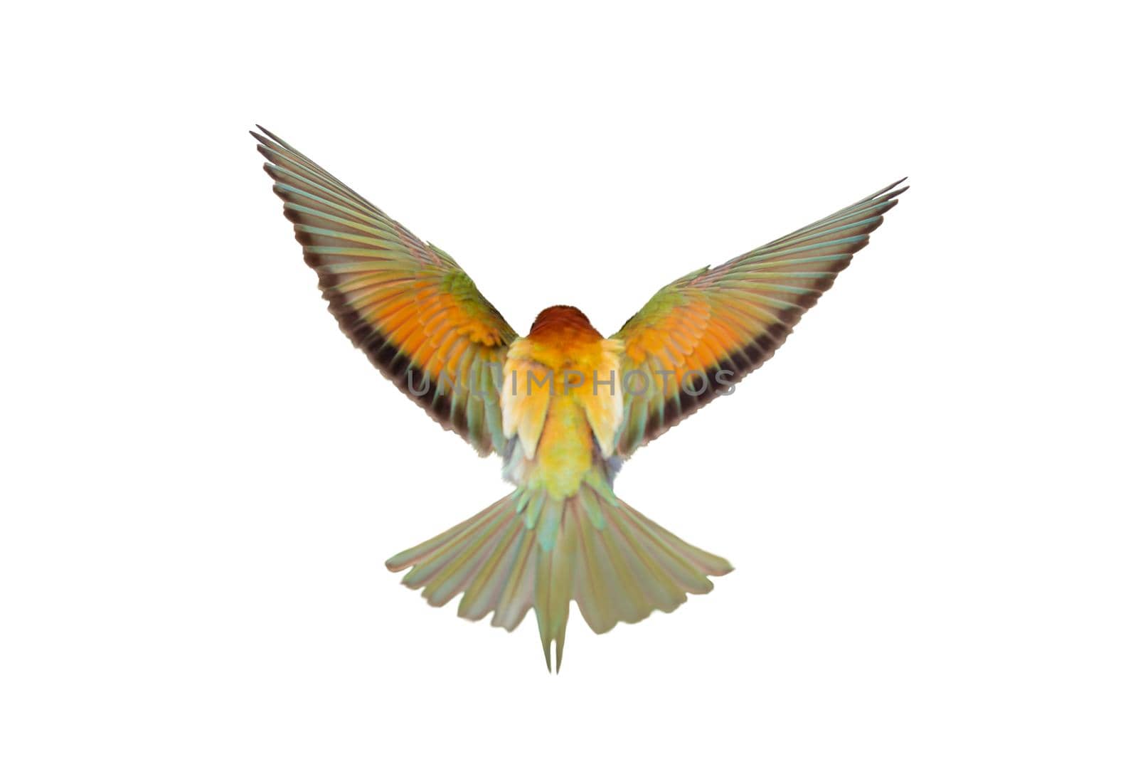 colorful bird spread its wings isolated on white, beauty of the wild