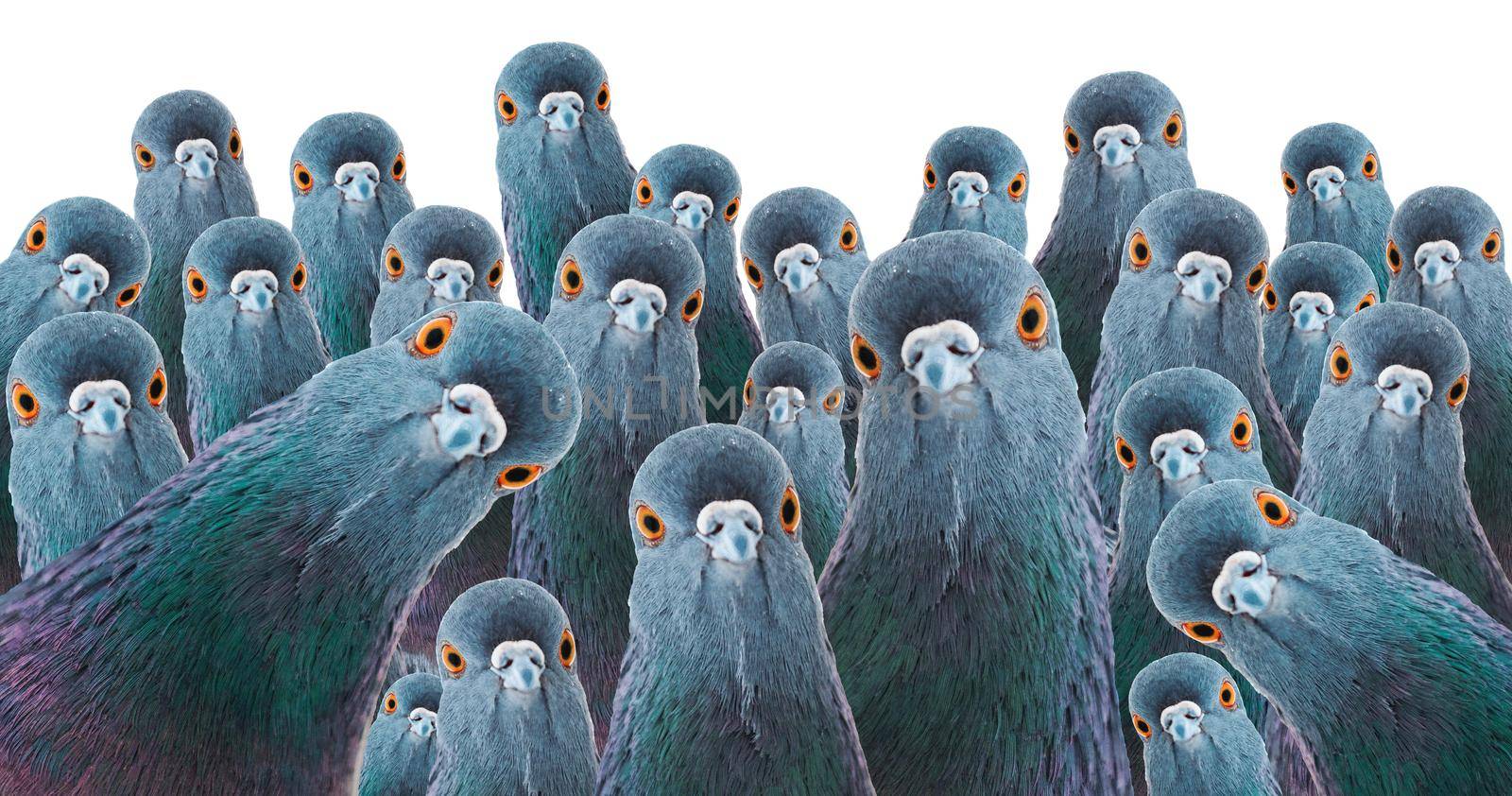 crowd of pigeons looking at camera isolated on white, mind control