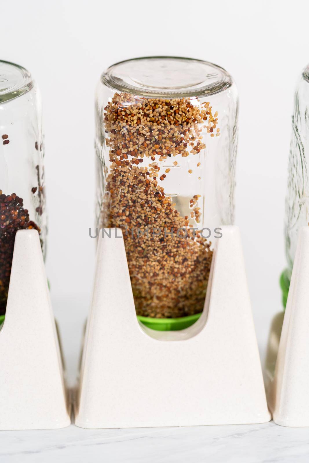 Day 3. Growing organic sprouts in a mason jar with sprouting lid on the kitchen counter.