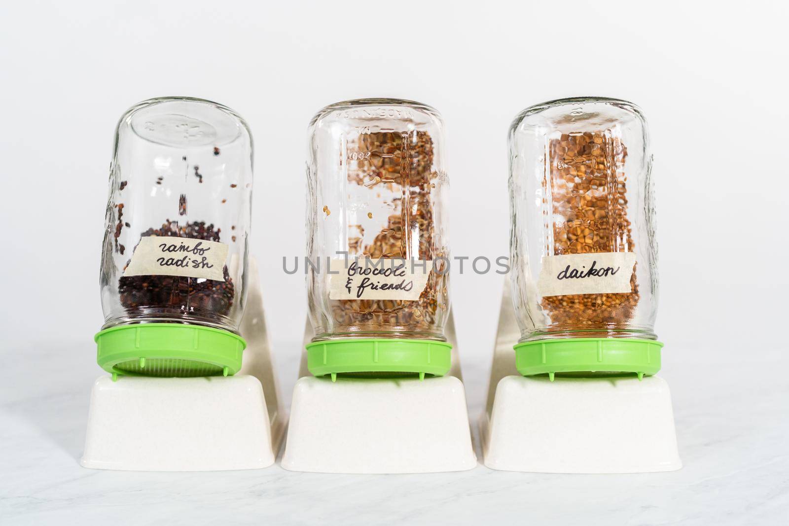 Day 3. Growing organic sprouts in a mason jar with sprouting lid on the kitchen counter.