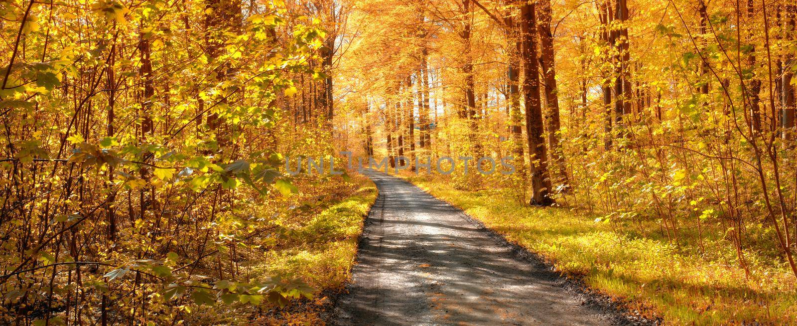 A photo of autumn leaves and trees.