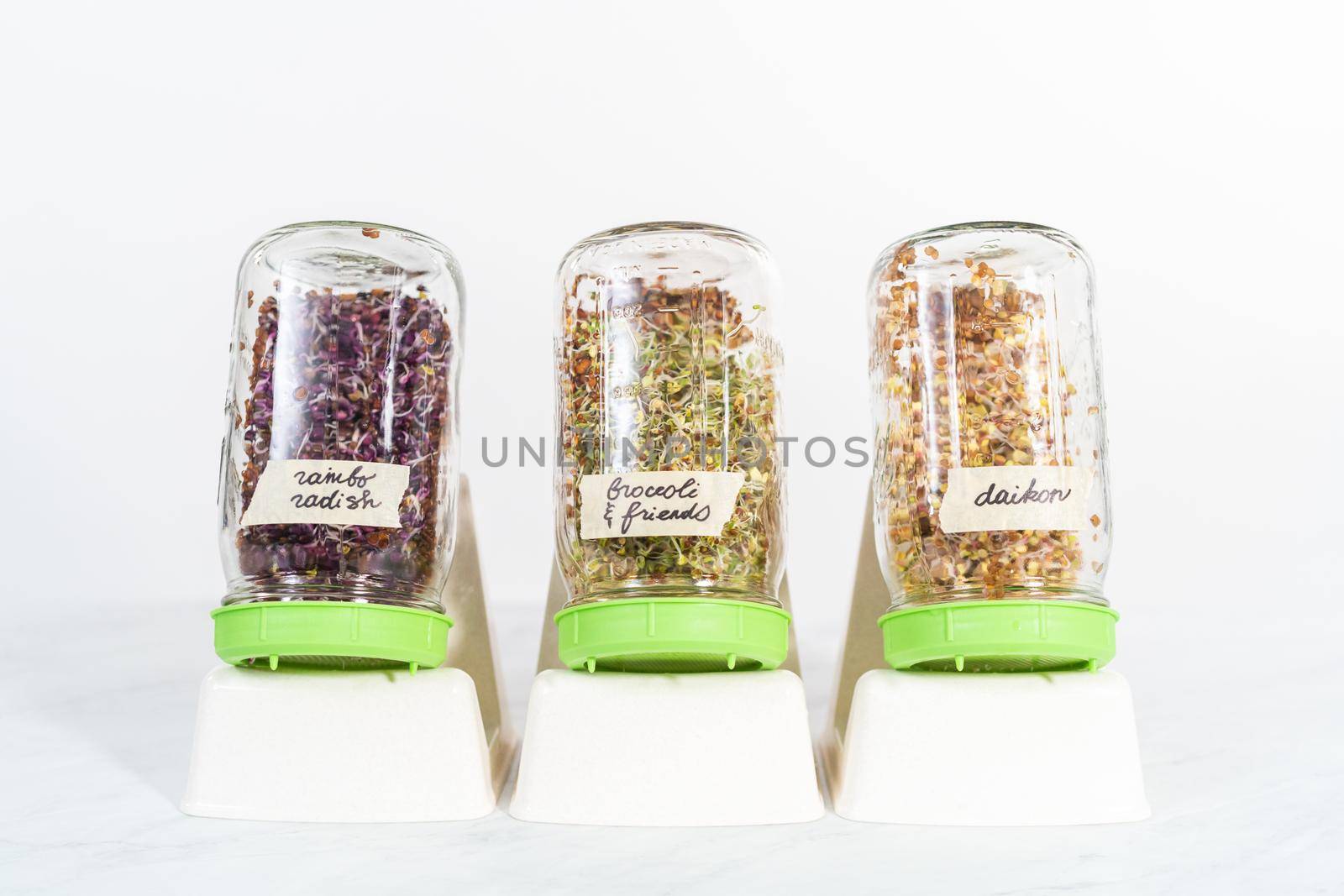 Day 5. Growing organic sprouts in a mason jar with sprouting lid on the kitchen counter.