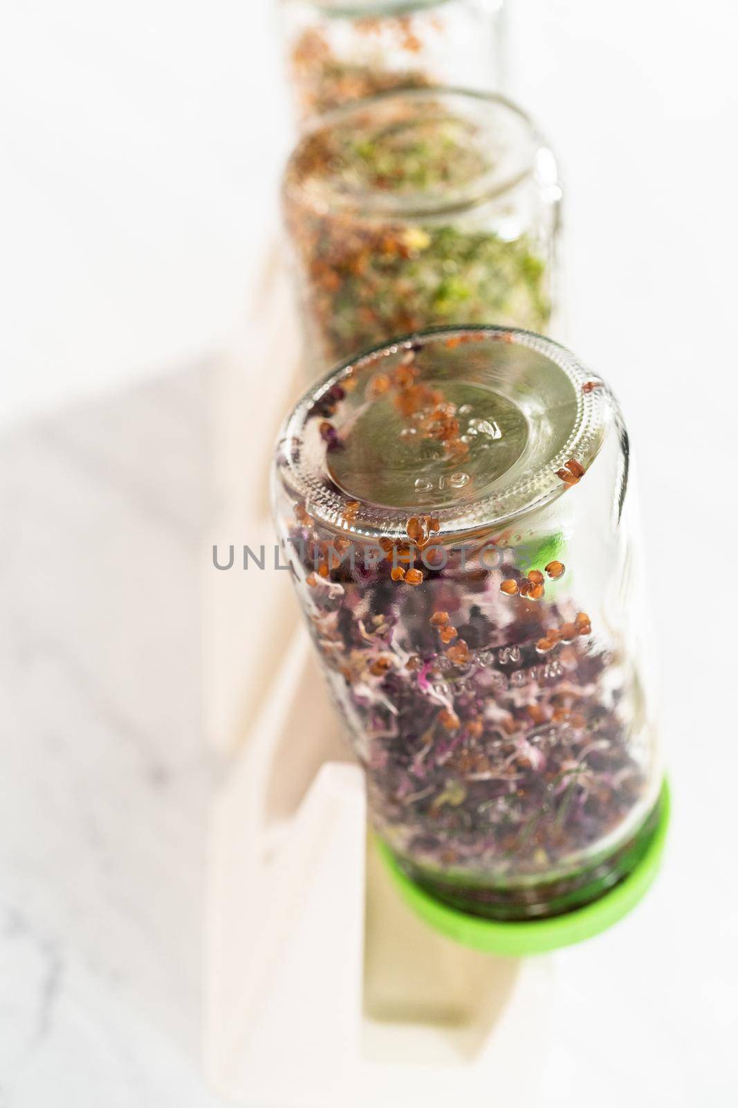 Day 6. Growing organic sprouts in a mason jar with sprouting lid on the kitchen counter.