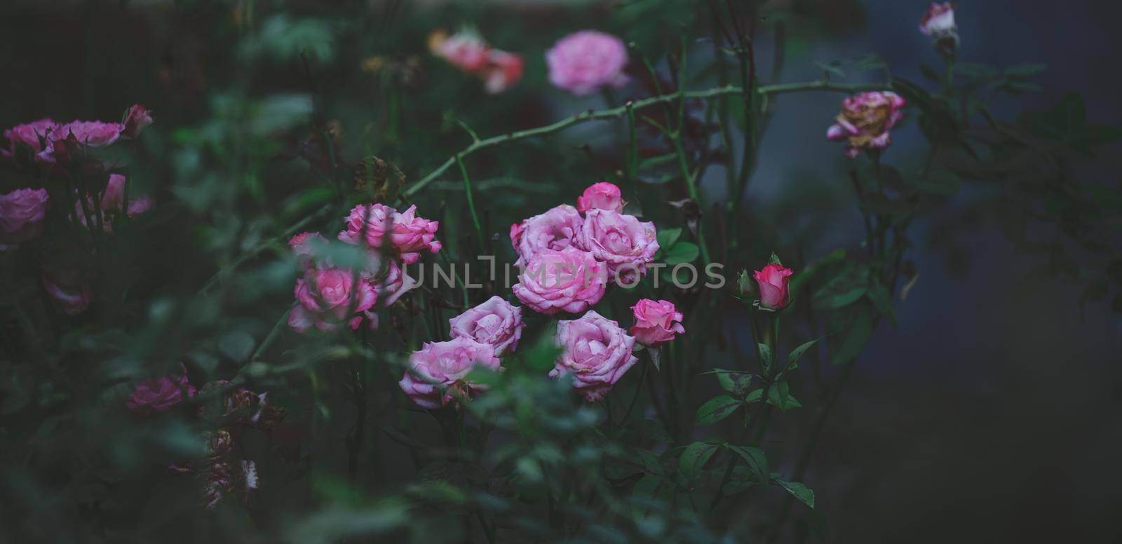 Growing rose bush with pink flowers and green leaves, summer day by ndanko