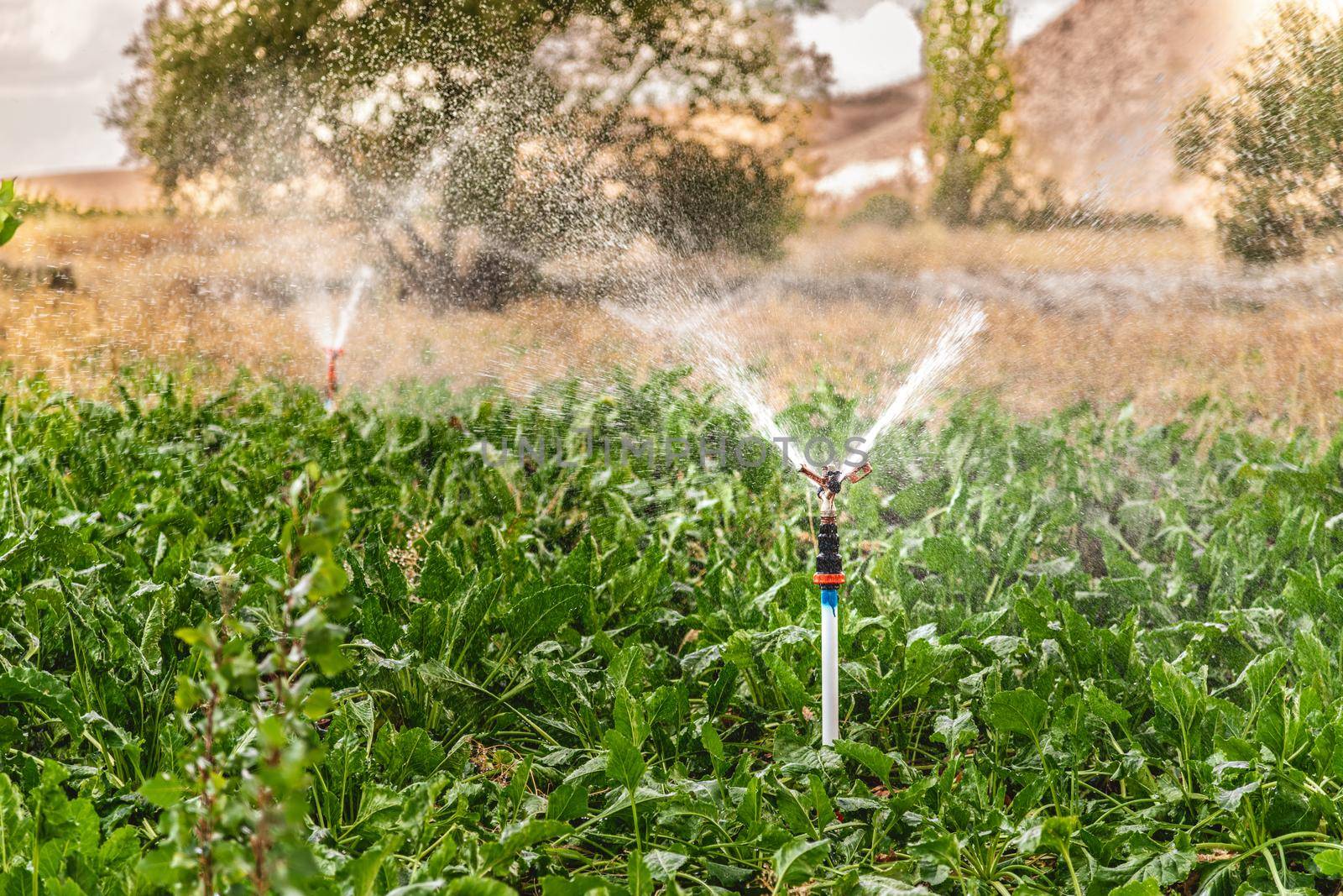 Automatic Sprinkler irrigation system watering in the vegetable farm by Sonat