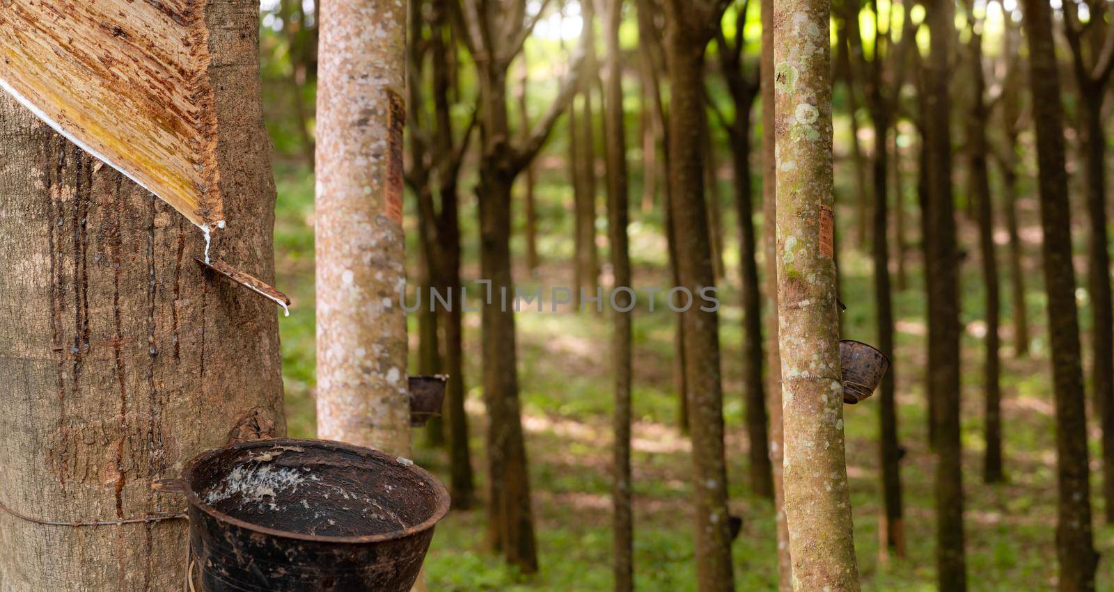 Rubber tapping in rubber tree garden. Natural latex extracted from para rubber plant. Rubber tree plantation. The milky liquid or latex oozes from wound of tree bark. Latex collect in small bucket.