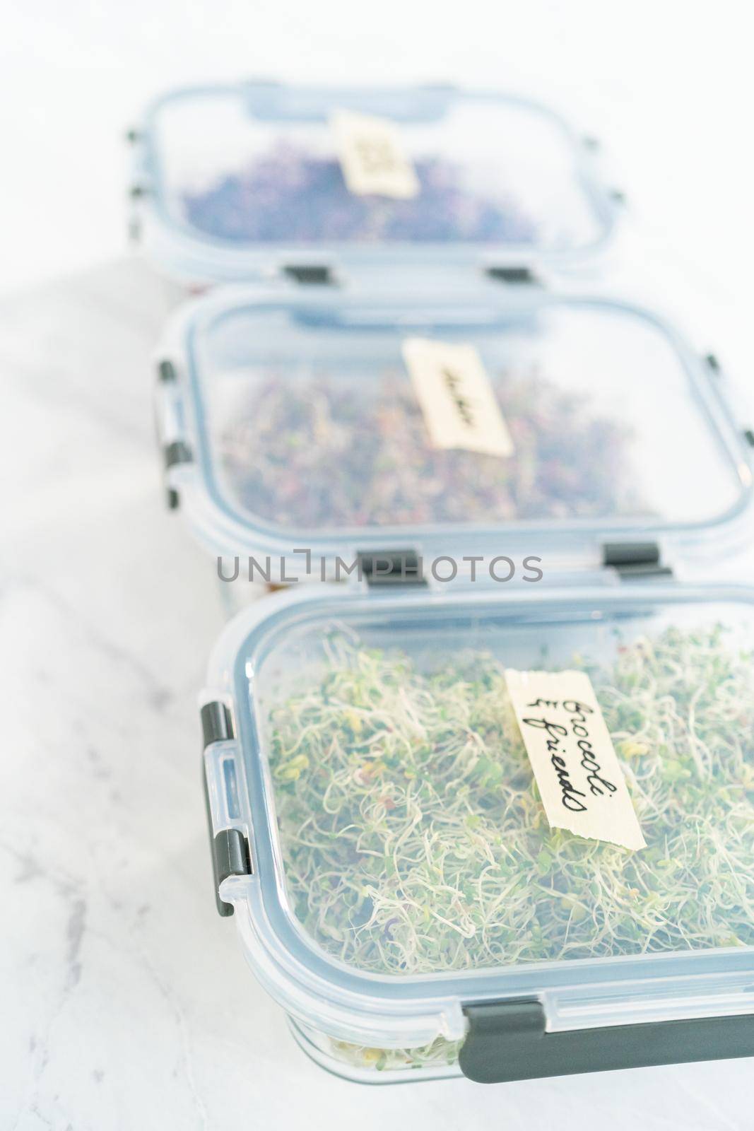 Day 6. Packaging freshly harvested organic sprouts into a glass container lined with paper towels.