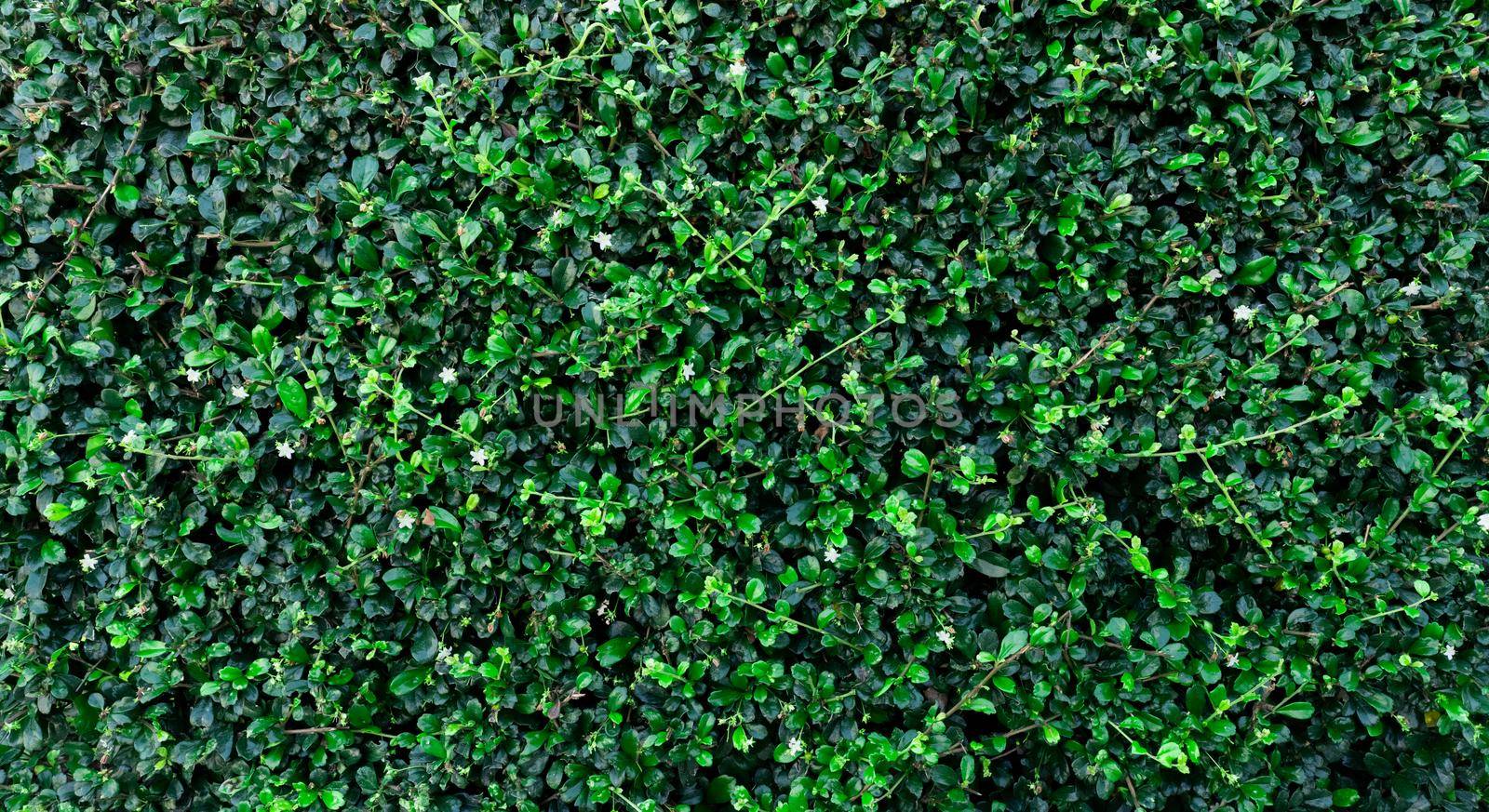 Small green leaves in hedge wall texture background. Closeup green hedge plant in garden. Eco evergreen hedge wall. Natural backdrop. Beauty in nature. Green leaves with natural pattern wallpaper. by Fahroni